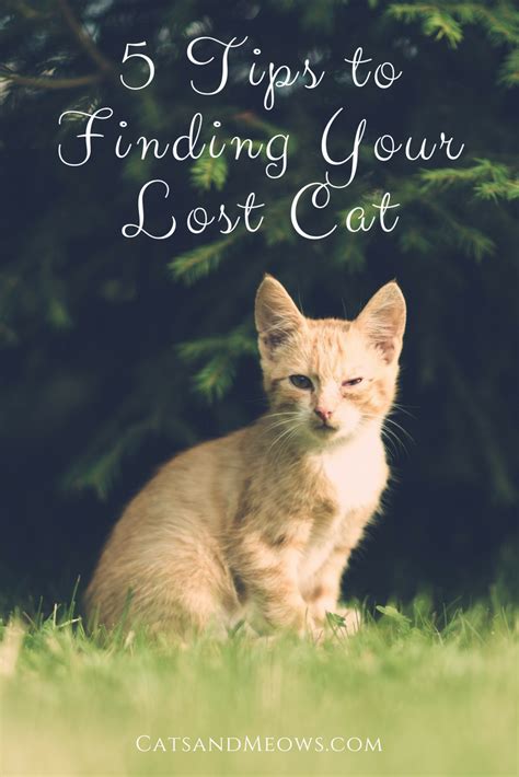 odds of finding a lost cat after a week|Cat Missing for 6 Days: Expert Advice on What to Do Next.